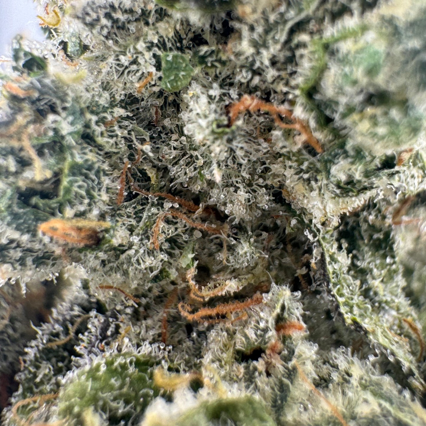 OG Bongwater
