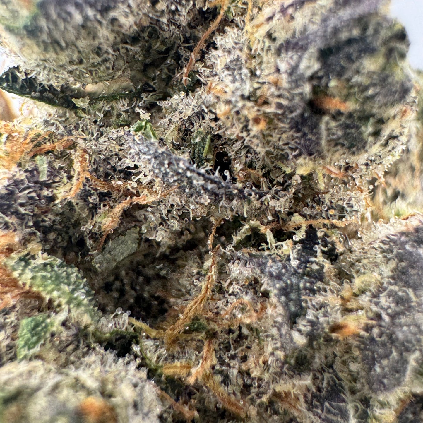 Blue Zipper