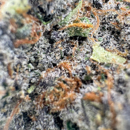 Citrus Titz