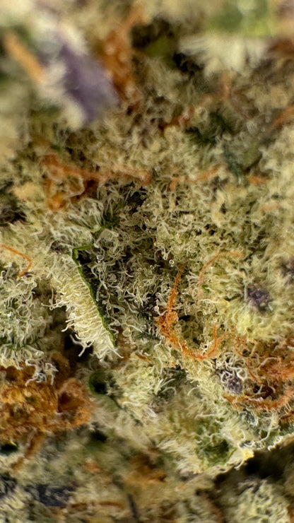Endless Frost