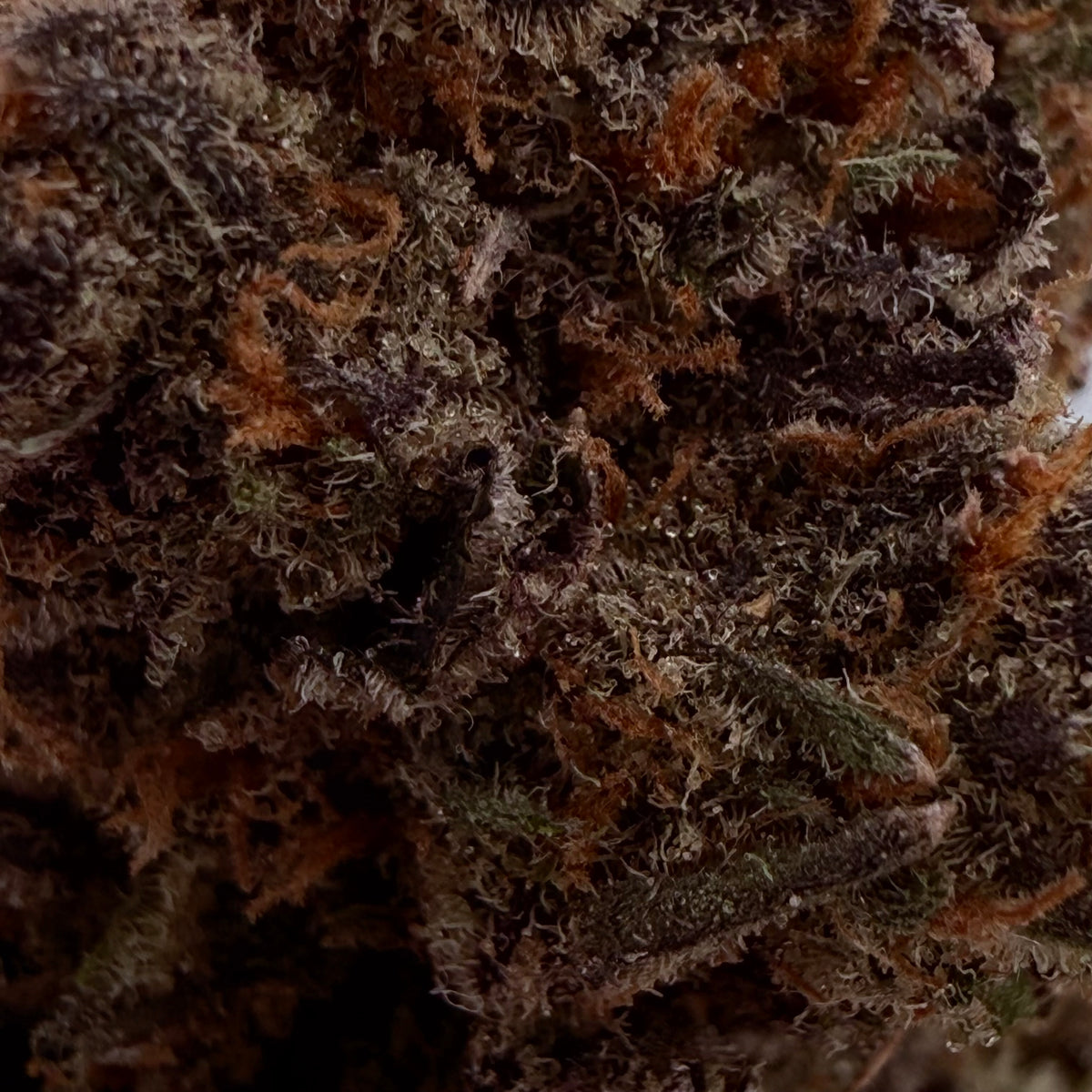 Grapefruitz