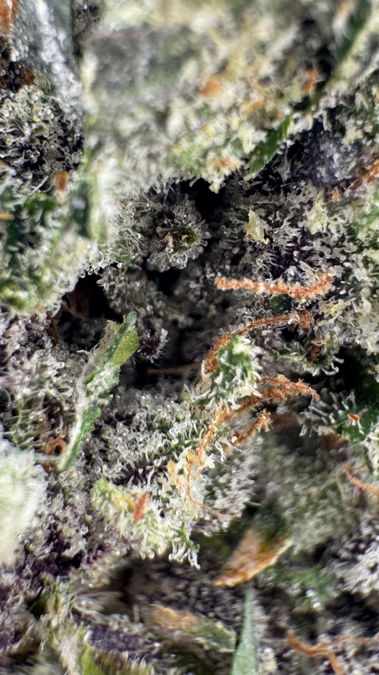 Berry Sour