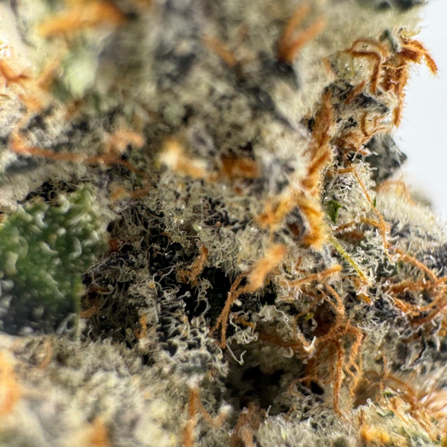 Alien OG