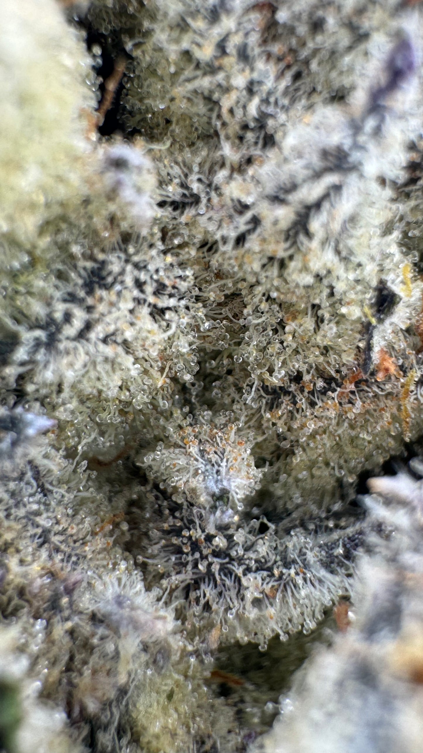 Platinum Lemon Haze