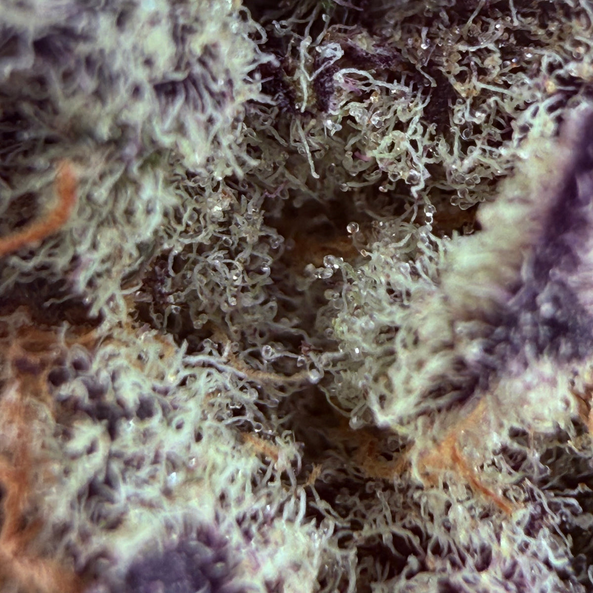 Purple Punch
