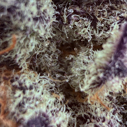 Purple Punch