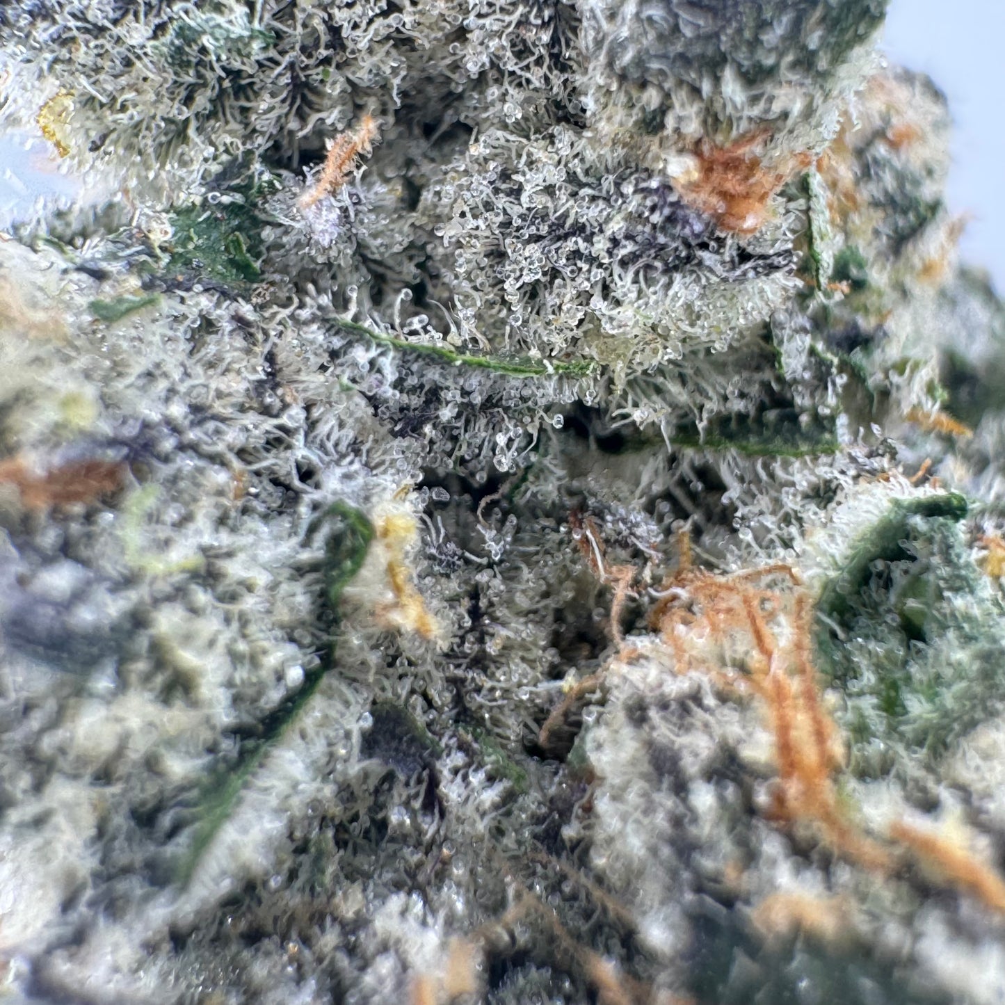 Loud Dream