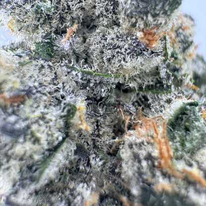 Loud Dream
