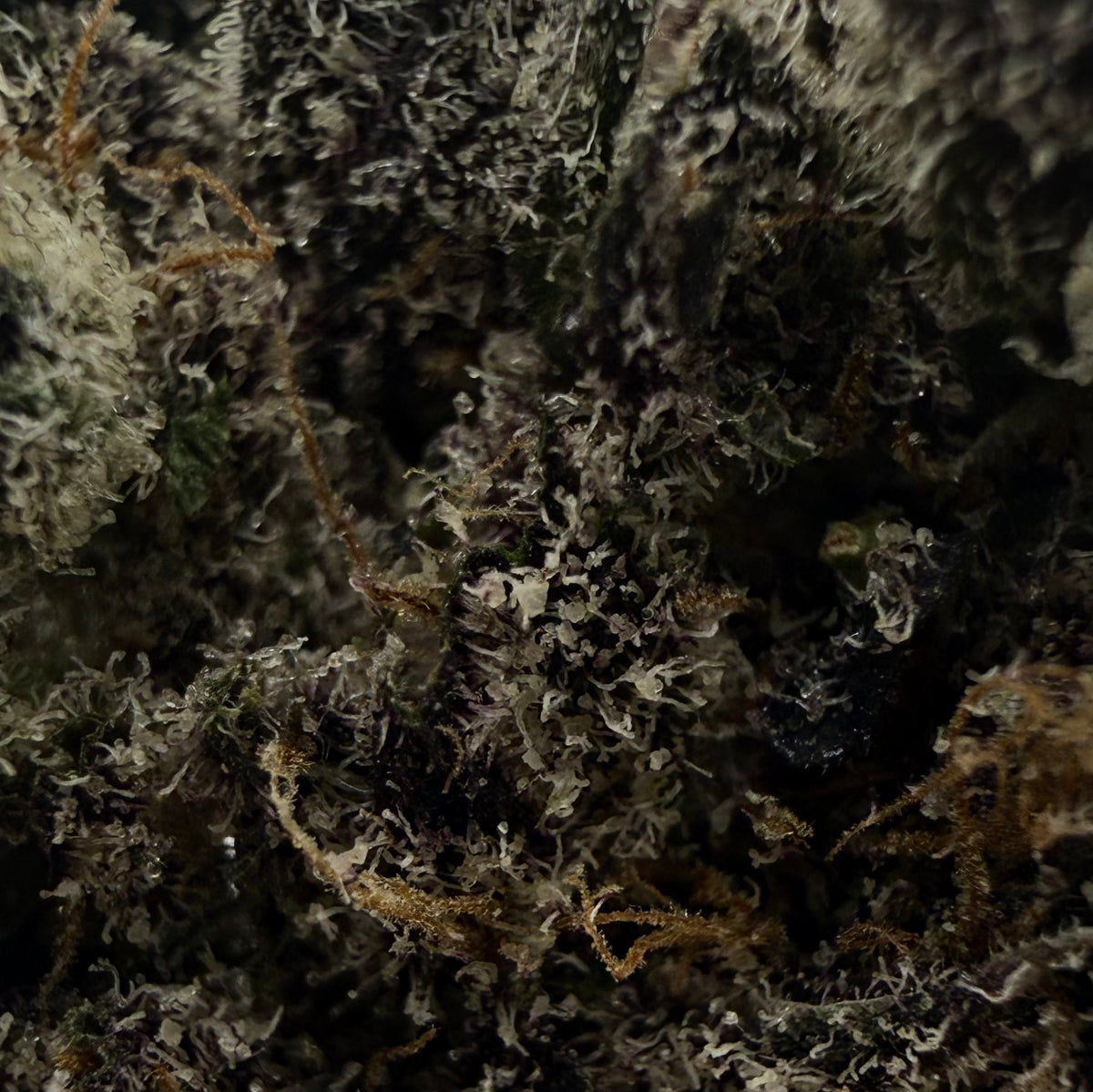 Lemon Cherry Gelato