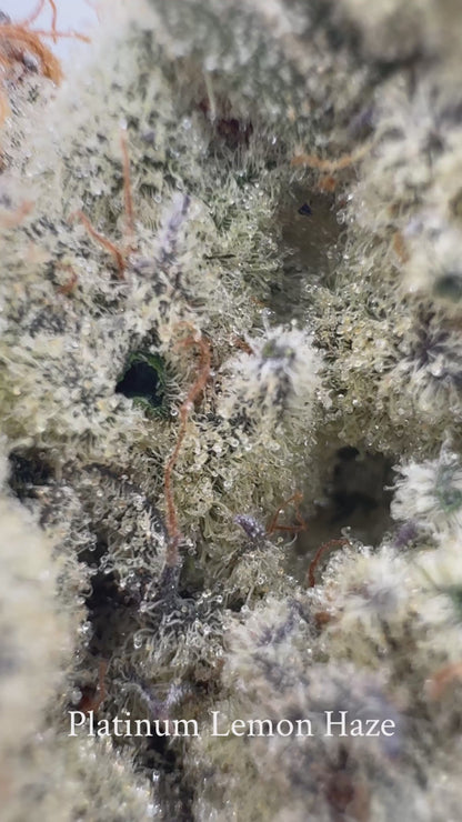 Platinum Lemon Haze