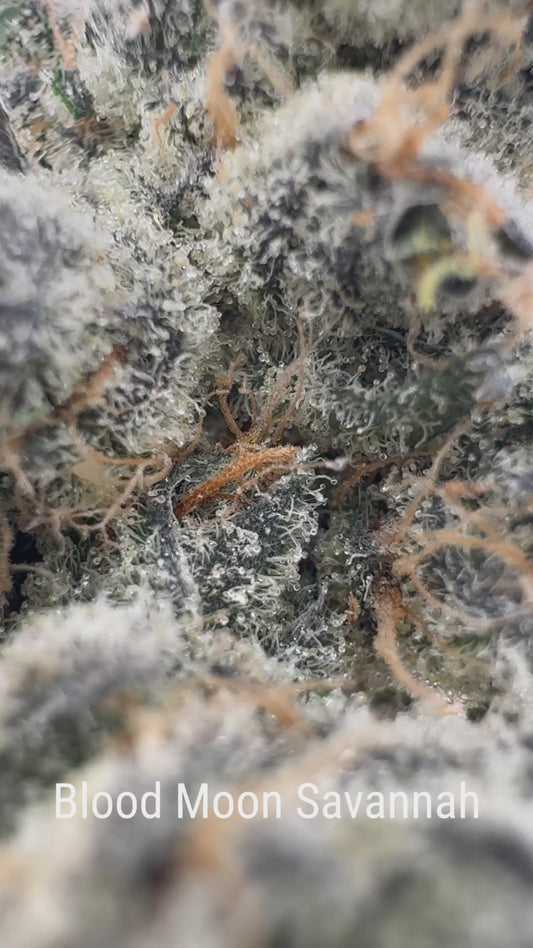 Blood Moon Savannah