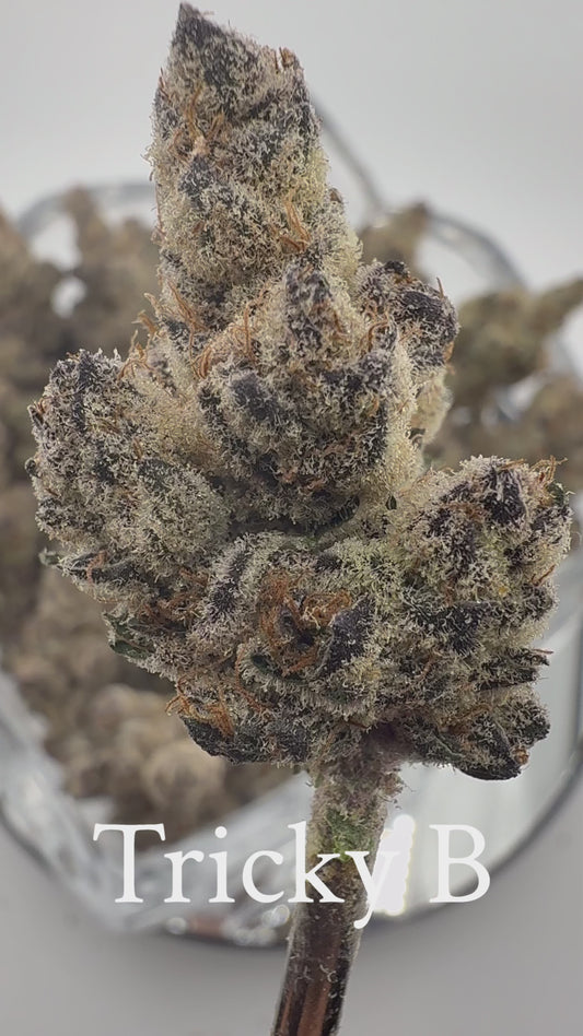 Tricky B