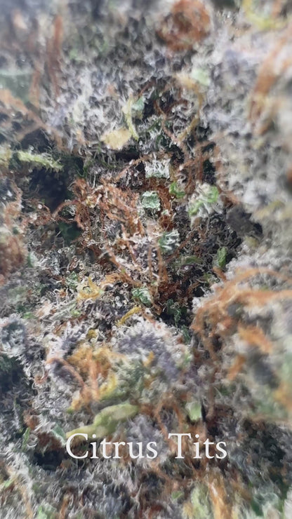 Citrus Titz