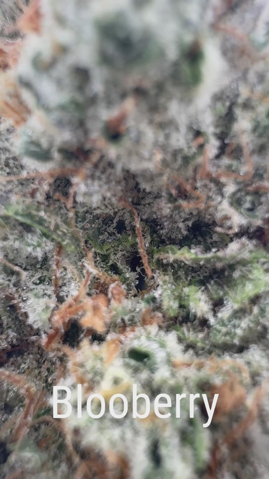 Blooberry