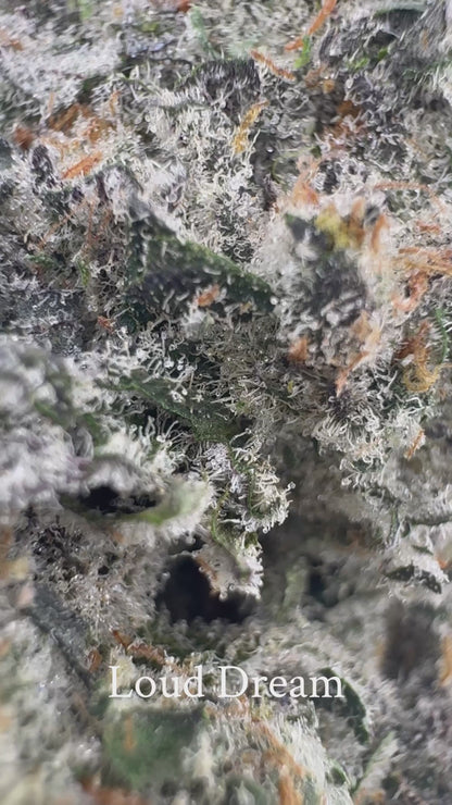 Loud Dream