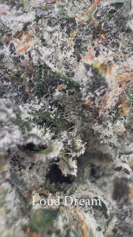 Loud Dream