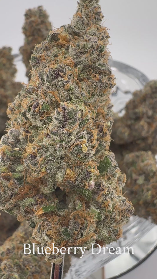 Blueberry Dream