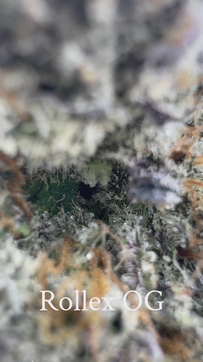 Rollex OG