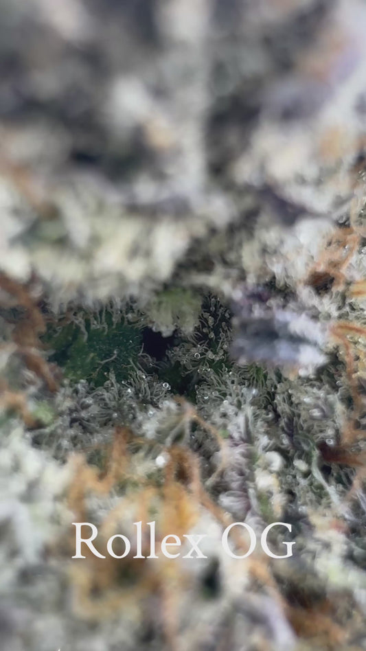 Rollex OG